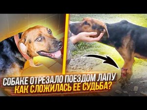 Собаку переехал поезд. Какова ее дальнейшая судьба? Отправили в Москву