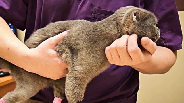 Смертельно замерзшей кошке ампутировали все лапы, уши и хвост, но она смогла выкарабкаться, чтобы.. смотреть онлайн