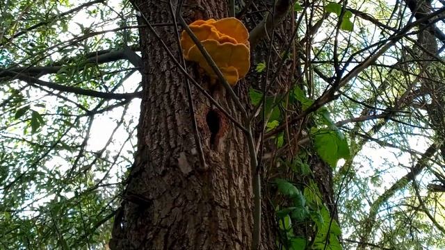 Гнездо синицы смотреть онлайн