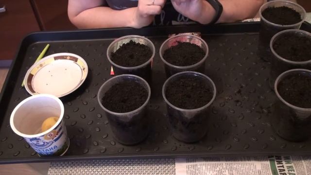 Пекинская капуста. 1 этап. Посев для раннего выращивания в теплице. смотреть онлайн