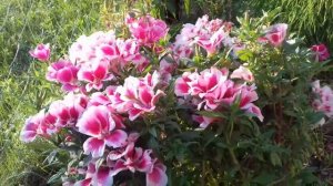 Годеция. Цветение и уход