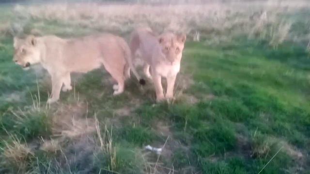 Львица Уша следит за мячиком. Lioness Usha watches the ball смотреть онлайн
