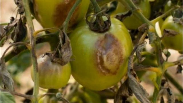 ЖЕЛТЕЮТ листья на помидорах. Причины и способы решения. смотреть онлайн