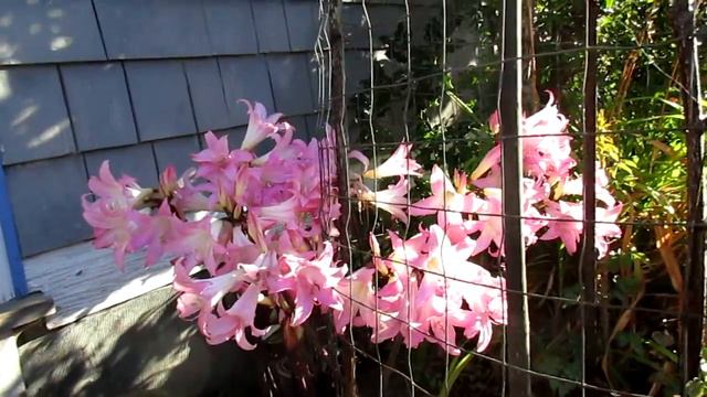 Beautiful Amaryllis on Salt Spring Island смотреть онлайн