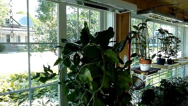 Ultimate End All Hoya Imperialis Video