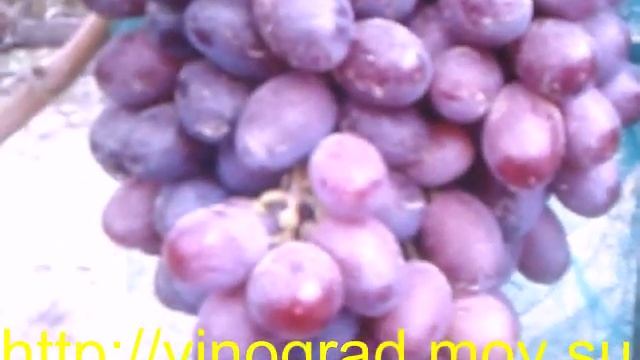 Виноград Виктория смотреть онлайн