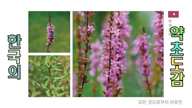 샅샅이 찾아낸 이질에 좋은 약용식물 42 смотреть онлайн