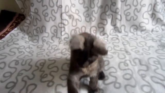 ManilSibur - питомник кошек породы мейн-кун смотреть онлайн