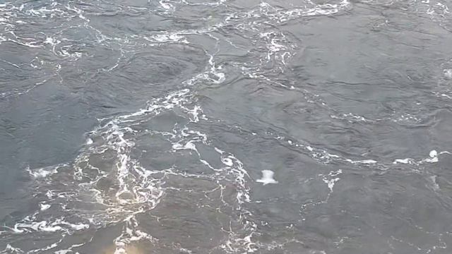 Seagulls flying over the ocean. View from the cruise ship. 🇨🇦 смотреть онлайн