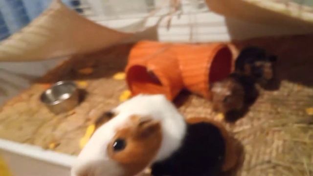 Жизнь морских свинок. Как кричат свинки, когда требуют еду смотреть онлайн