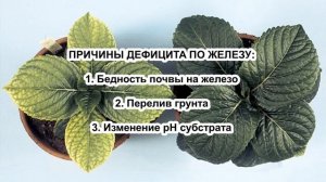 От этого будет ХЛОРОЗ! Причины БЛЕДНЫХ ЛИСТЬЕВ. Физиология хлороза