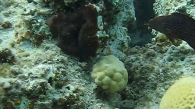 осьминог и групер (octopus and grouper) смотреть онлайн