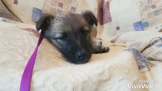 Подкинули умного щенка! Амуниция для собак/знакомство/Hi Mishel / смотреть онлайн