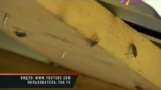 В Сочи реализуется план по борьбе с коричнево-мраморным клопом смотреть онлайн