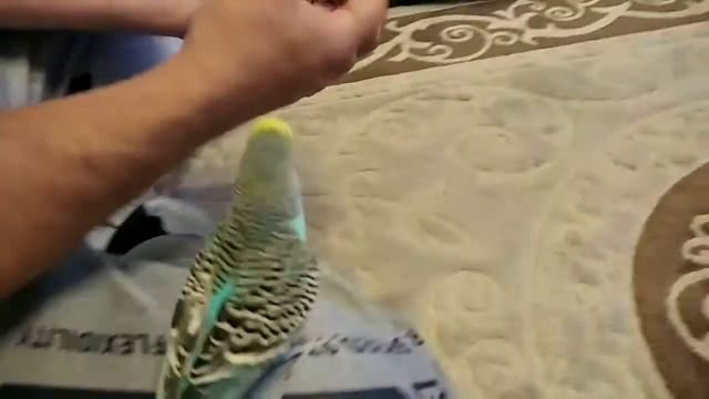 Дрессировка волнистого попугая 2 смотреть онлайн