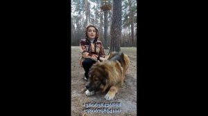 Кавказская Овчарка. Кобель для вязки. Как Выбрать Щенка #кавказскаяовчаркавязка