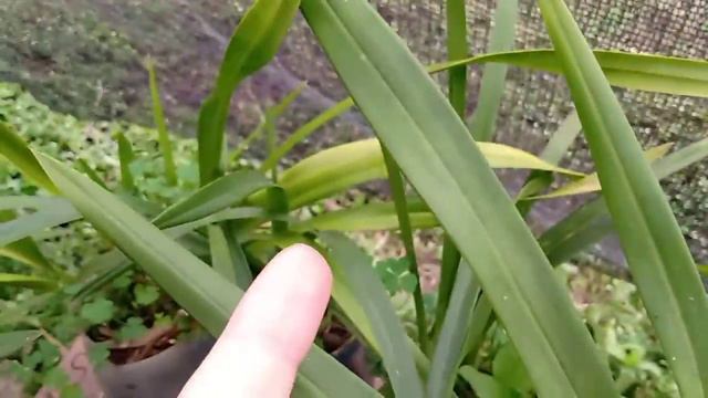 orquidário ideal para Cymbidium (ventilação, luminozidade, sombrite) смотреть онлайн