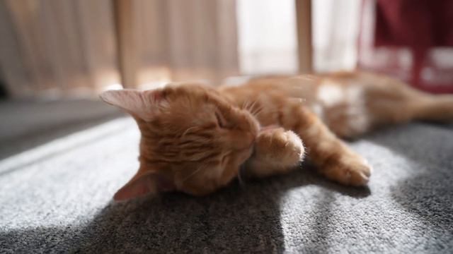 Cat basking in the sun one fine day смотреть онлайн