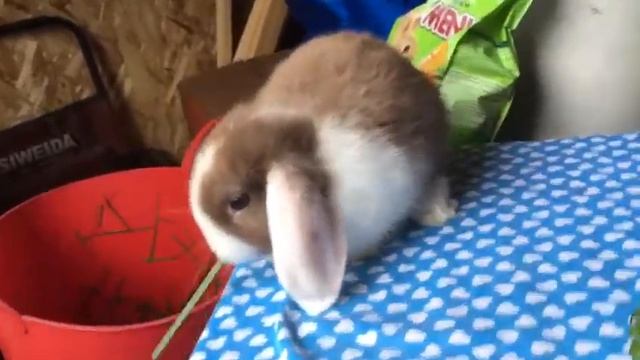 вислоухий кролик , Гавана белоухий смотреть онлайн