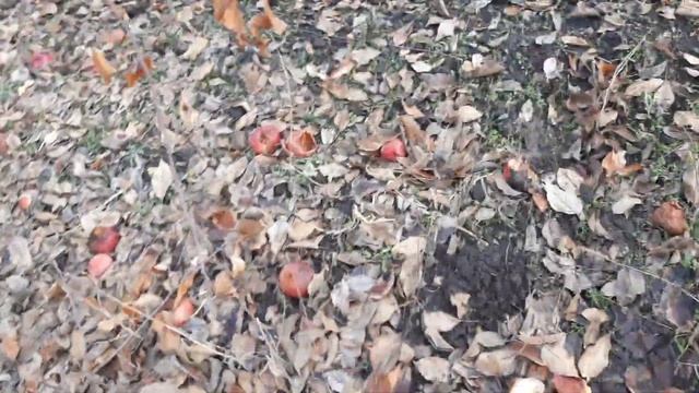 Трактор мтз 89.2 убирает ветки с сада яблок с самодельной вилкой смотреть онлайн