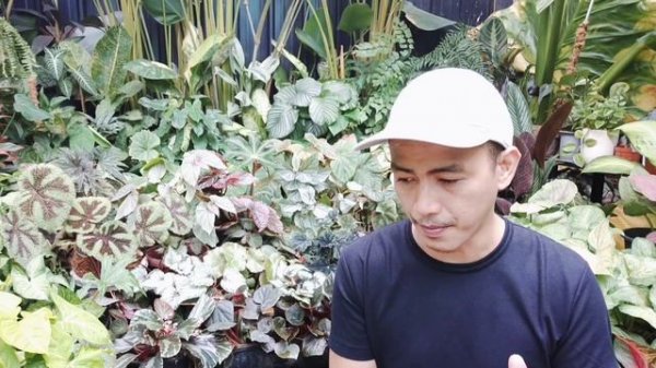 BEGONIA PLANT CARE TIPS PLUS BEGONIA VARIETIES WITH NAMES