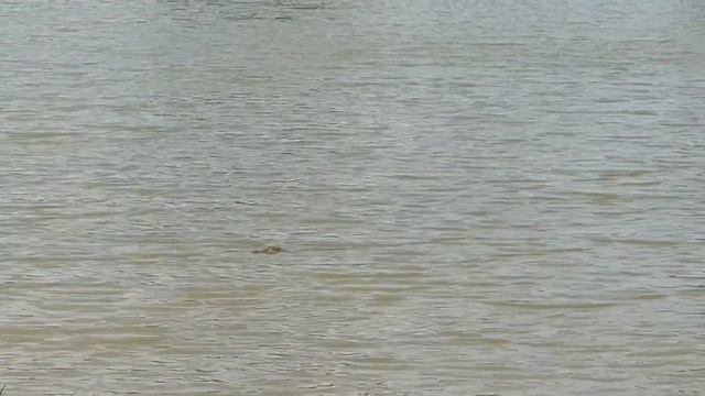 Сафари в Национальном Парке Яла| Yala National Park Safari смотреть онлайн