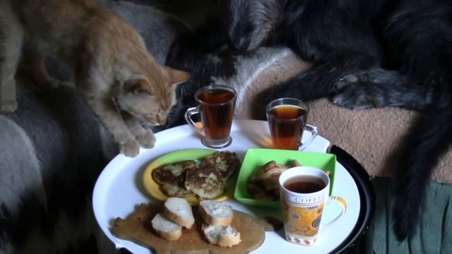 Фокс и Назар.mpg смотреть онлайн