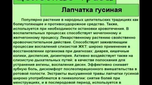 Лапчатка гусиная смотреть онлайн