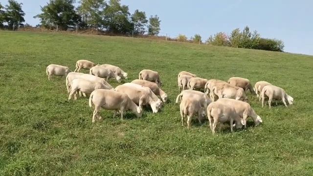 МимимиКо / Продажа племенных овец породы "Белоголовый Дорпер" / Дорпер / Доставка в СНГ / Армения / смотреть онлайн