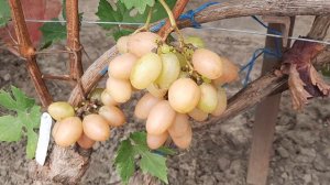 НОВИНКА!!! ГФ Винограда ФАНТАЗЁР (Калугин В.М.). 10.09.2023г.