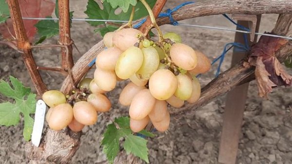 НОВИНКА!!! ГФ Винограда ФАНТАЗЁР (Калугин В.М.). 10.09.2023г.