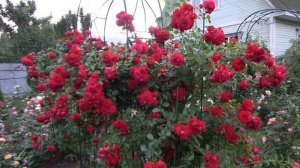 Мои любимые плетистые розы селекции Поульсена