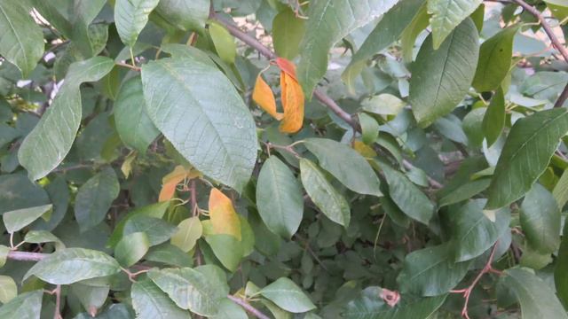 Фото микс,для видеомонтажа смотреть онлайн