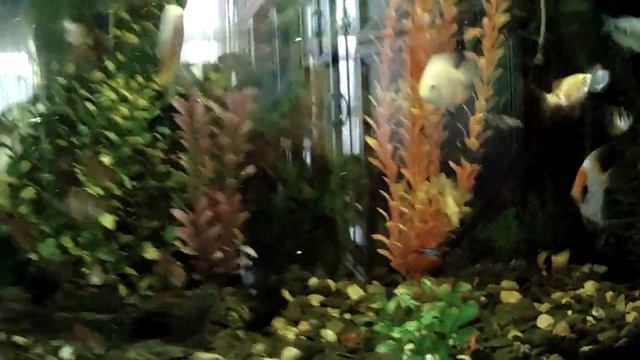 Аквариум своими руками смотреть онлайн