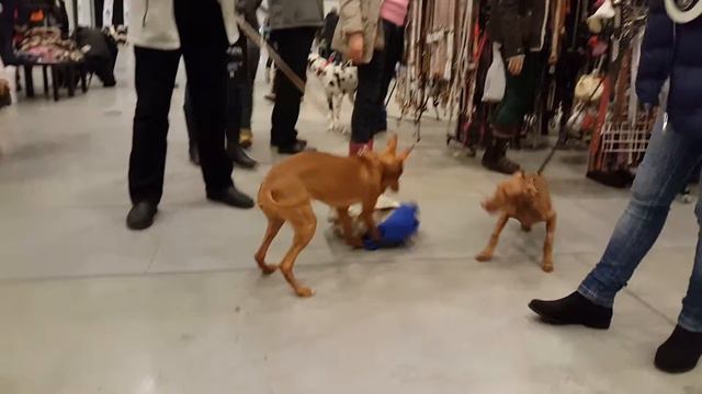 Cirneco And Cirneco Pup