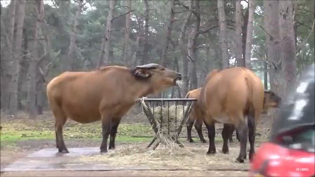 Safaripark Beekse Bergen 2016 - Autosafari смотреть онлайн