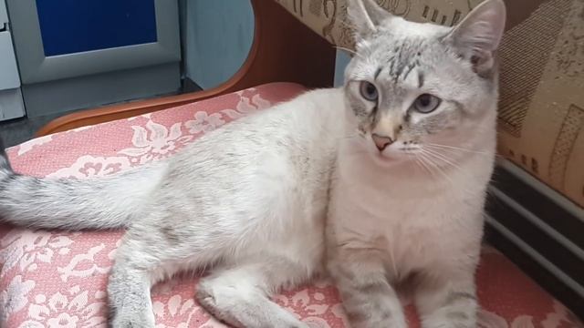 Очень наглый кот. смотреть онлайн