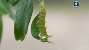 Рождение бабочки