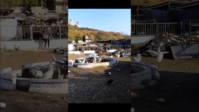 ослинная ферма в Крыму.