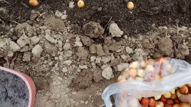 Посадка лука севка 2018 смотреть онлайн