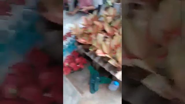 🔴live PROMO aglonema semi koleksi murah meriah🥰🥰😍😍 смотреть онлайн