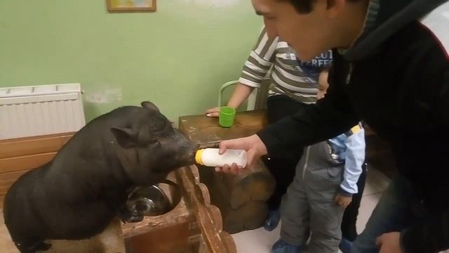 Кормим поросят (Мини-Пиги) смотреть онлайн