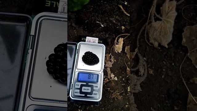 гигант не значит тяжеловес смотреть онлайн