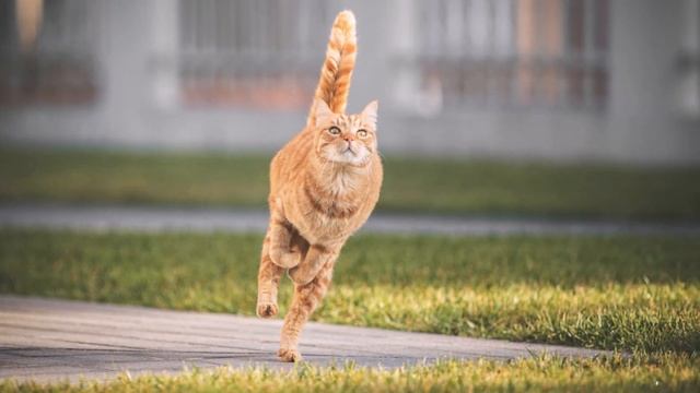 мартовский кот смотреть онлайн