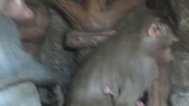 В семье Гамадрил родился второй малыш - мальчик! The Second Baby Was Born In The Hamadryad Family!