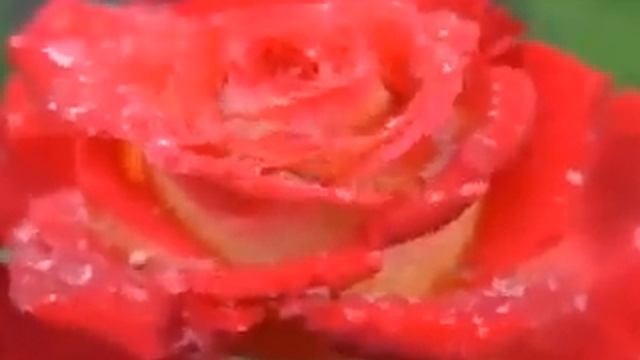 РОЗА СИМВОЛ ЛЮБВИ смотреть онлайн