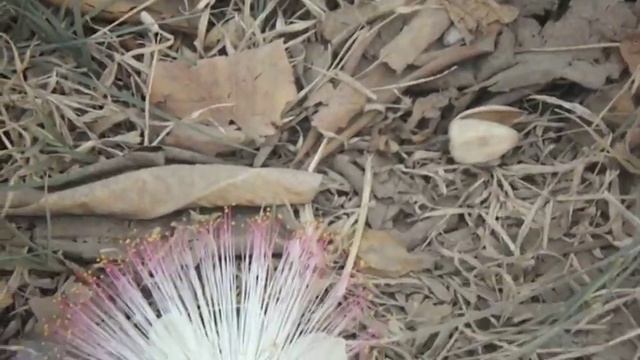 Barringtonia asiatica at Teluk Lampung beach смотреть онлайн