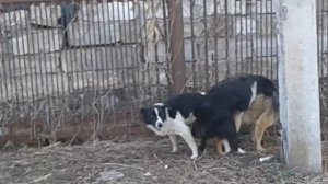 Спаривание  трио )))случка собак)