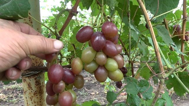 ГФ винограда Джаконда 2019 смотреть онлайн