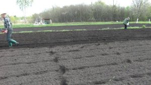 Посадка картошки под мотоблок 2021 новый вариант!!!